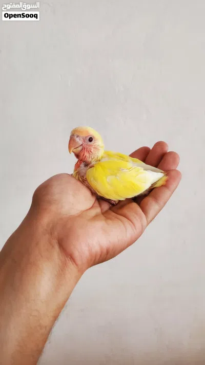 فروخ روز أصفر لاتينو عيون حمر لمحبي التأكيل اليدوي 4