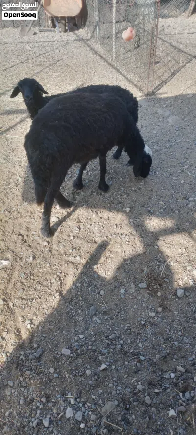 للبيع جاعده تهجين نجدي 2