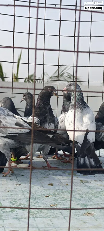 فروخ حمام باكستاني 2
