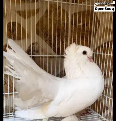 حمام للبيع 4