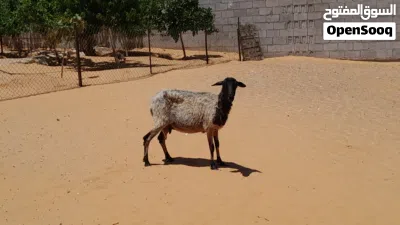 نعجه وطنيه الله يبارك عشره بادن الله ضرعها سليم سليمه من الامراض سنها تاني جمع سنون صحاح.. 4