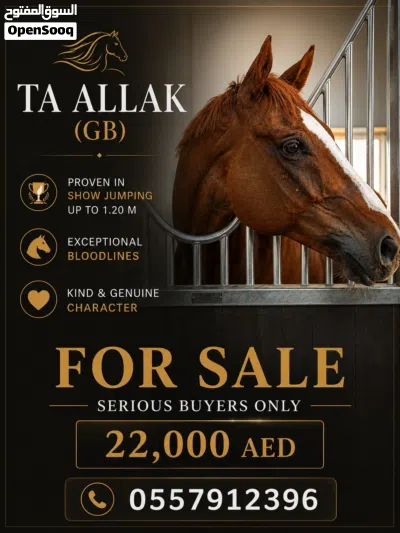 Horse for sale 2