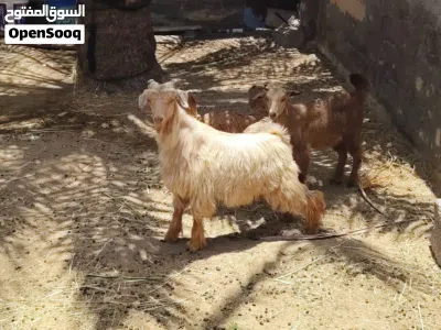 تيوسه للبيع اقراء الوصف لا يفوتك 3