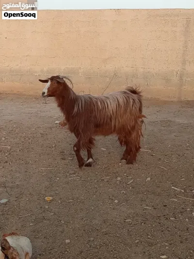 شه من حلال بني سعيد فول سمنه 2