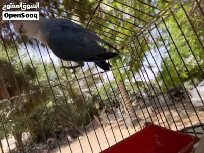 متوفر زوز اناتي بركديلو واحده منهم كيف طالعه من الدحي لون ربي يبارك 3