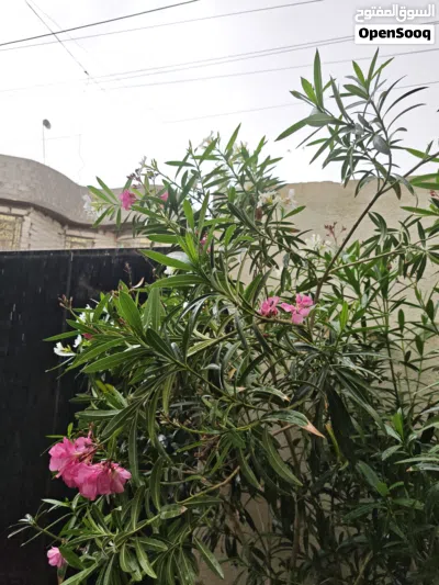 بيت زراعي للبيع طابو سند25 4