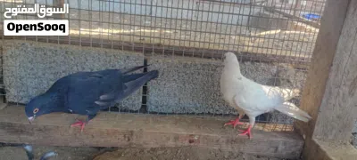 طيور الحمام ثلاث ازواج 2