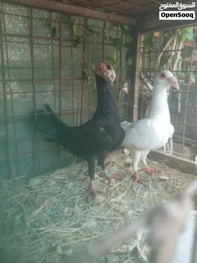 جوز بغادنة 2