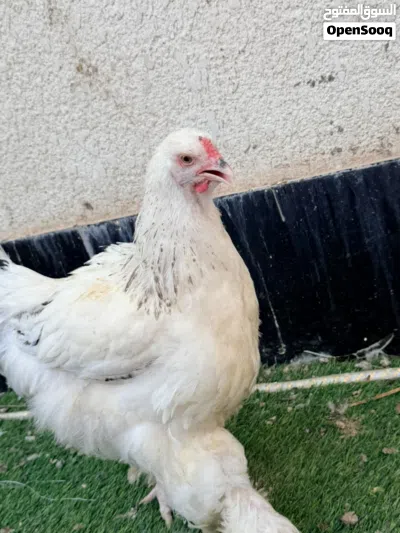 دجاج زينة براهما 4