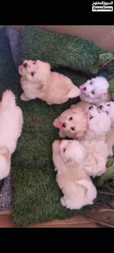 جرواي مالتيبو Maltibo puppy 4