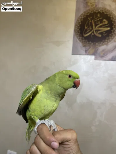 عصفور ببغاء دره 2