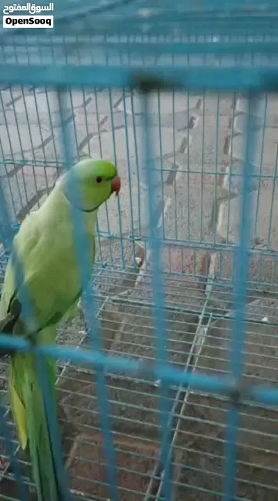 ذكر دره متوه للبيع 2