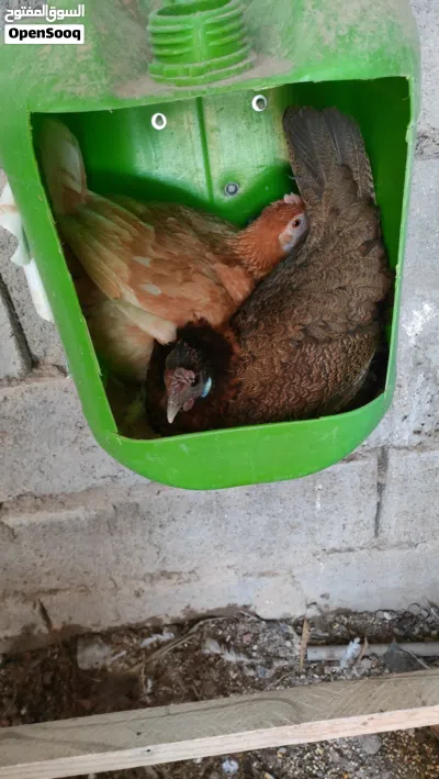 دجاج للبيع نظيفة متعوب عليه الوانه كلش حلوه 37 فرخة و4دجاجات كبيره. وديك 4