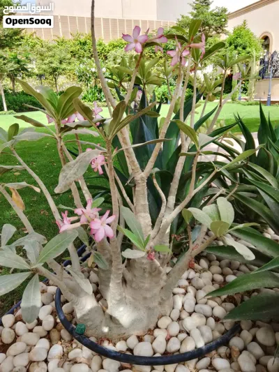 undefined 2