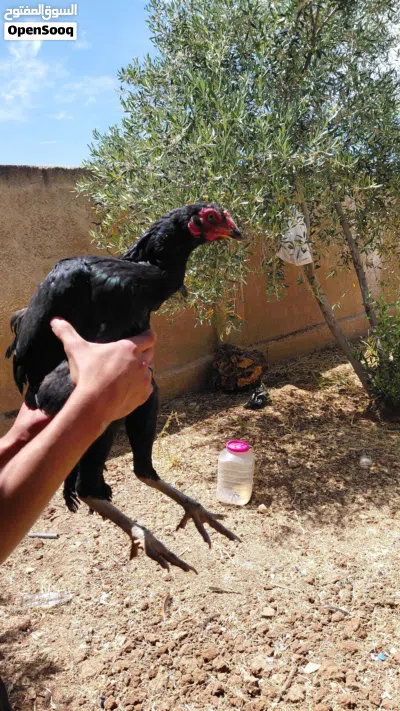 جاج باكستاني للبيع 2