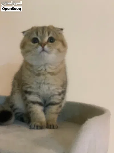 سكوتش فولد بيور للبيع 4