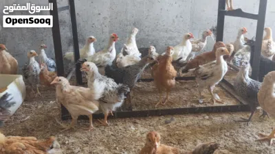 دجاج هجين فرنسي عماني 12 حبه ع عشره ريال فقط 4
