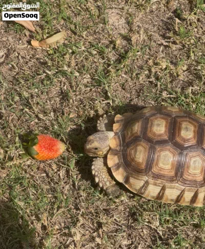Sulcata tortoise 1 year old 6 months old 2