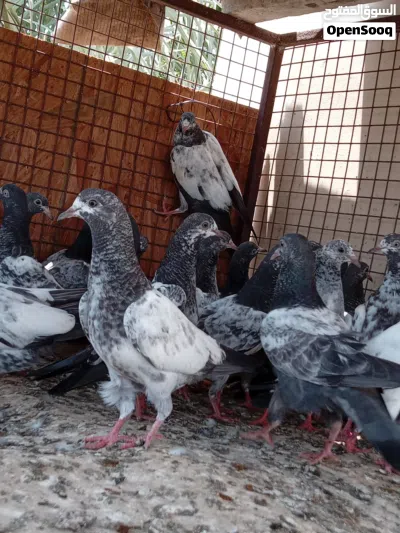 للبيع فروخ حمام باكستاني العدد 25 3