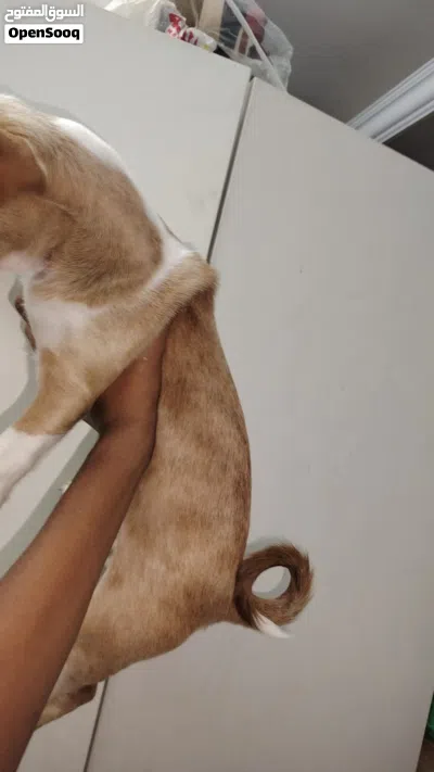 Cute dog very doesn’t bark only rarely 3