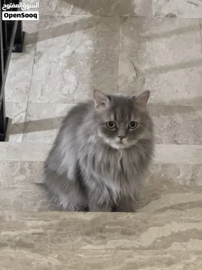 Male cat for sell 2