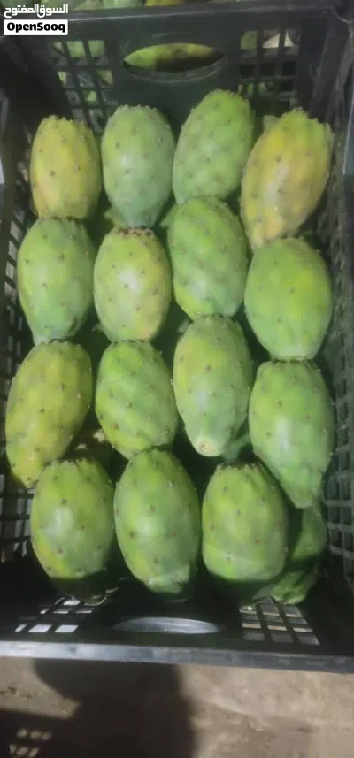 بلس غيماني 3
