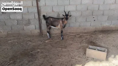 جدي فرنسي الالبين 2