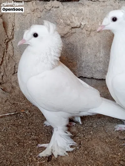 زوج حمام دمكش نثيه وفحل 3