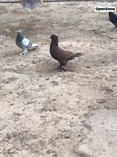 حمام شقلاب 2