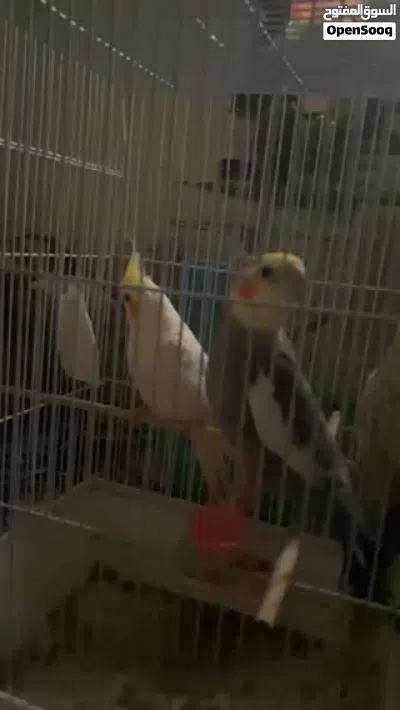 لبيع كروان 2