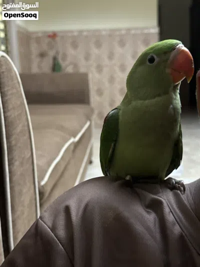 ببغاء نيبالي أليف جدا يحب اللعب ومرح جدا Nepalese parrot for sale excellent health and playful 3