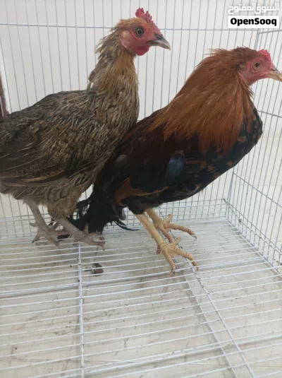 للبيع ديك ودجاجه محلي الموقع صلاله 2