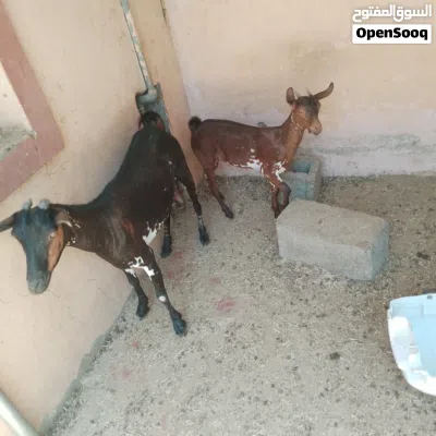 undefined 2