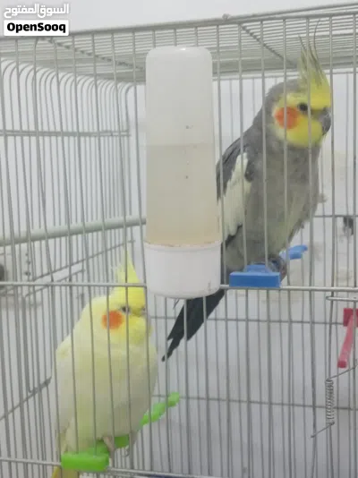 عصافير كوكتيل 2