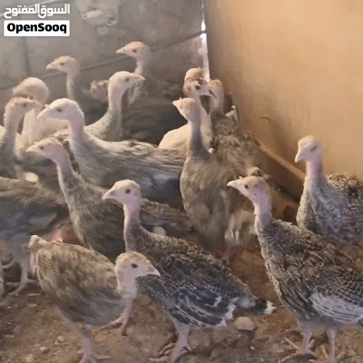صيصان حبش بلدي مادبا 15حبه 3