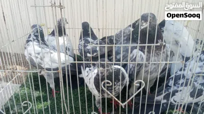 طيور بكستانيه 4