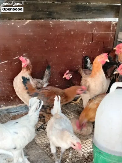 6جاجات بلديات بياضات و 14 فرخ عمر 3 اشهر ونصف للبيع باقي التفاصيل بالوصف 2