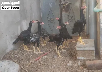 4دياكه باكستانيه سنديات للبيع 4