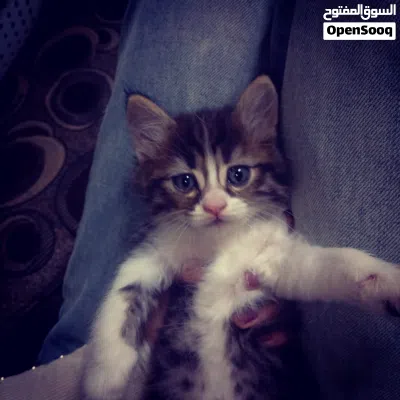 undefined 3