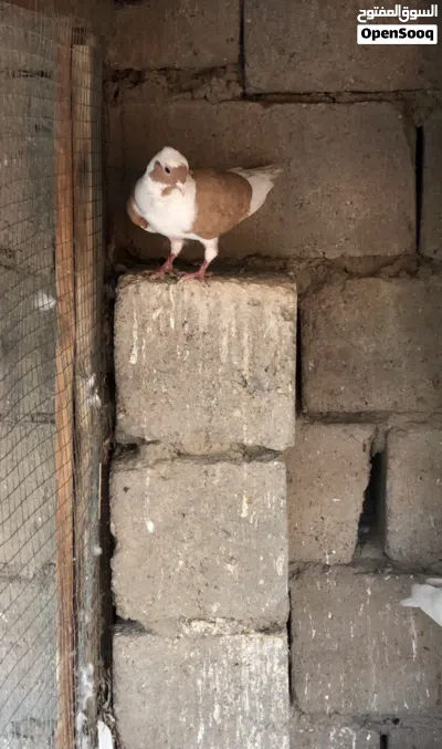 حمام ارافل ودشش 4