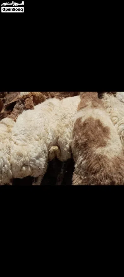 اضاحي عقيقه نذر تلبية جميع المناسبات افضل الانواع وحرق اسعار حرقنا السوق 4