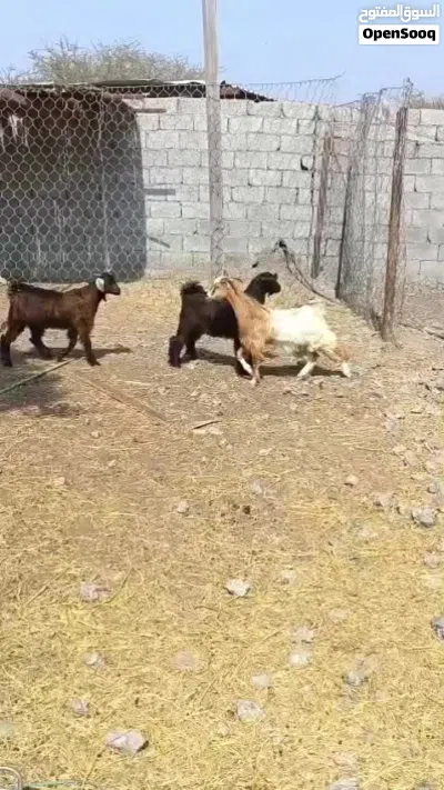 انا مجرد ناشر رقم التواصل تحت 3