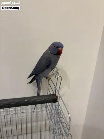 ببغاء دره ازرق أليف 2