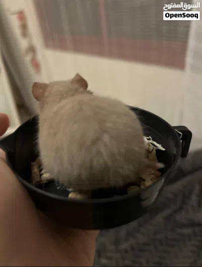 Cute rare color hamster 2