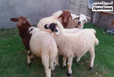 5خرفان ذكور للبيع 2