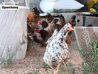 طبق بيض دجاج غليظ 3