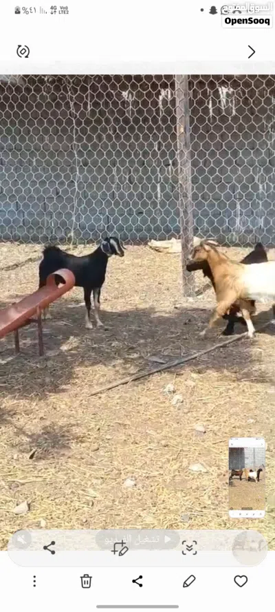 انا مجرد ناشر رقم التواصل تحت 2