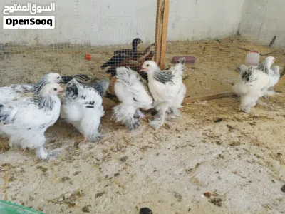 جاج براهما 2