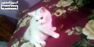 قط للبيع في الحديده 3