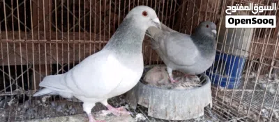 كوبية زاجل ايس 3